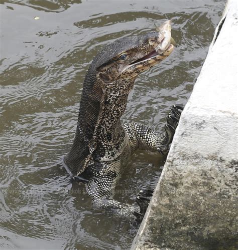 Bangkok Post Lizard Blamed For City Flood