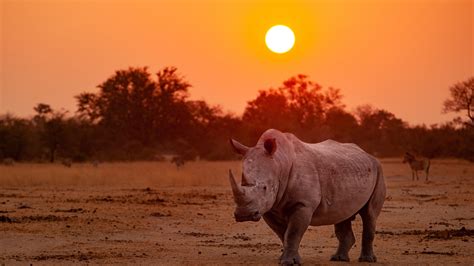 Rhino With Background Of Trees And Sunset 4k Hd Animals Wallpapers Hd