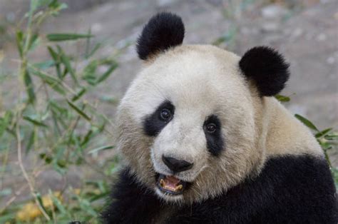 Giant Panda Stock Photos Pictures And Royalty Free Images Istock