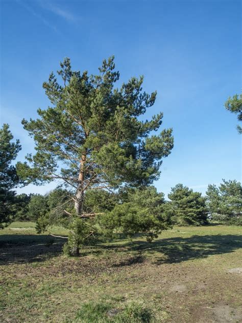 Single Pine Tree Stock Image Image Of Individually 249883861