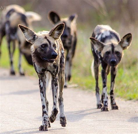 Pin By Jj Redden On Africa African Wild Dog Wild Dogs Animals