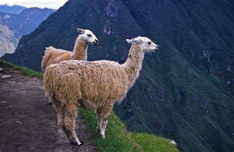 A Guide To Llamas Alpacas Guanacos And Vicuñas