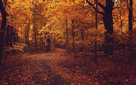 Autumn Forest Road Foliage Trees Nature Hd Desktop Wallpaper