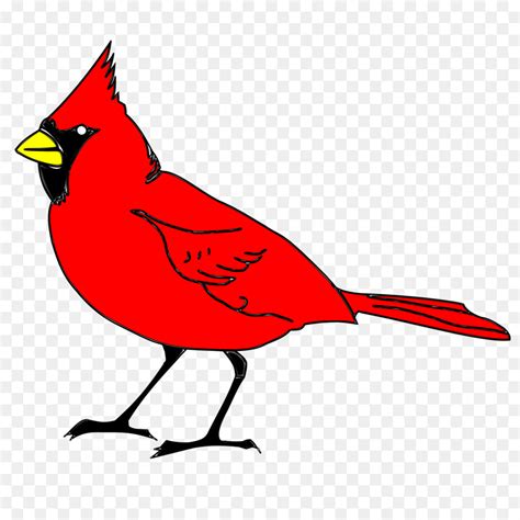 Bird Northern Cardinal Clip Art Kiwi Bird Png Download 24002400