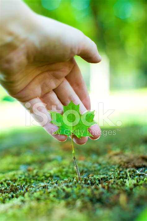Care For Nature Stock Photo Royalty Free Freeimages