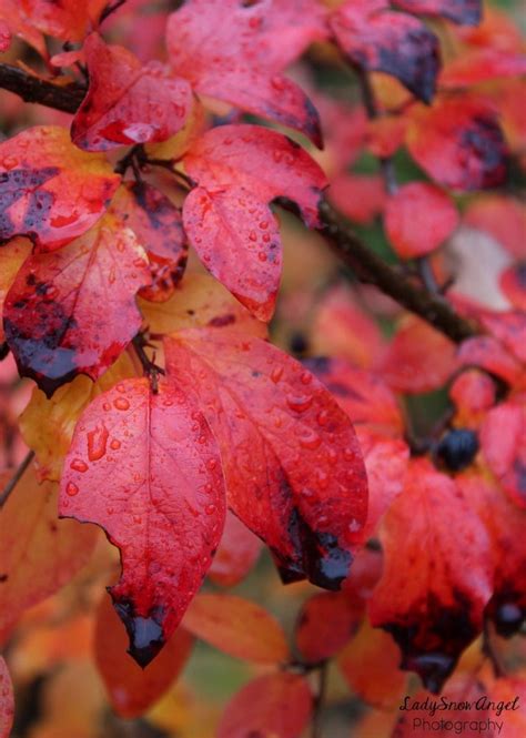 Orange Red Leaves And Raindrops By Ladysnowangel Nature Photography