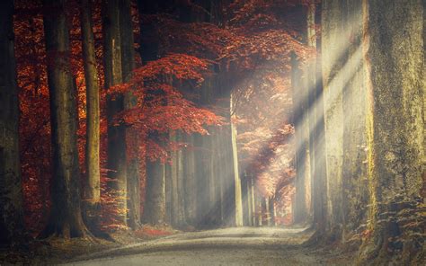 Autumnal Trees In Sun Rays Wallpapers Wallpaper Cave