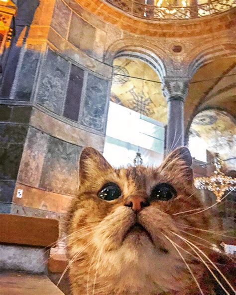 Petlife veteriner kliniği 7/24 yanınızda.acil durumlarda bir telefon uzağınızda olan tam kapsamlı veteriner kliniği tel:0530 920 42 40. Kucing Popular Di Masjid Hagia Sophia Mati Pada Usia 16 ...
