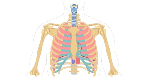 Diagram Of Ribs Viwed From The Front ~ News Word