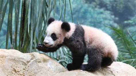 Le jeune yuan meng fête ses 18 mois. Au ZooParc de Beauval, Yuan Meng va pouvoir mettre le nez ...