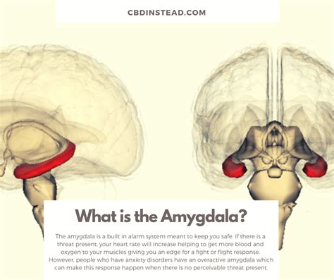 What Is The Amygdala Hijack Cbd Instead
