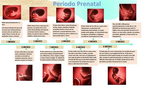 Línea del Tiempo Periodo Prenatal MARITZA GUERRA PIZANGO uDocz