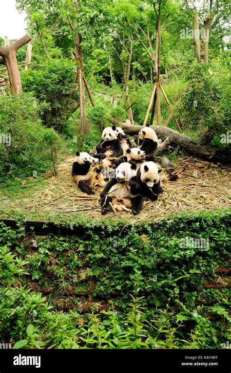 Giant Pandas Eating Bamboo At The Chengdu Research Base Of Giant Panda Breeding Chengdu