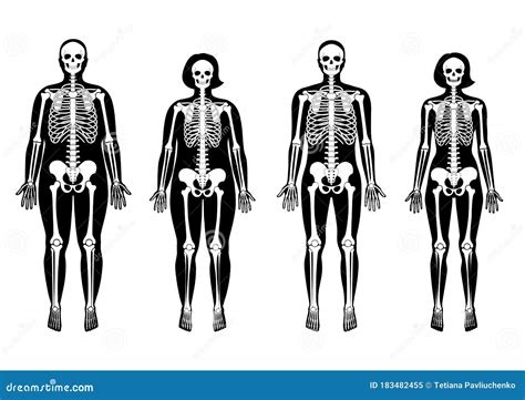 Woman And Man Skeleton Anatomy Stock Vector Illustration Of Pelvis