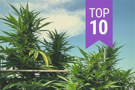 Check Out The Top 10 Highest Yielding Outdoor Strains Rqs Blog