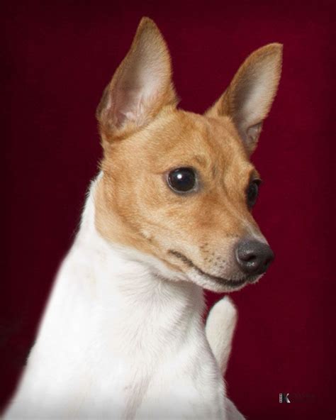 toy fox terrier dogfoodbest jack russell jack russell mix miniature fox terrier toy fox