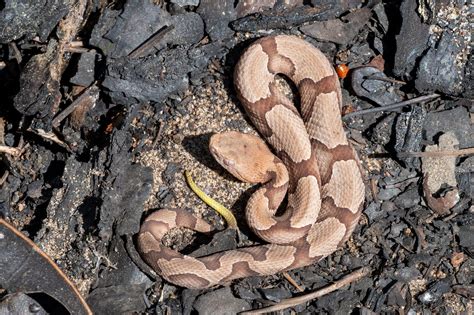 Copperhead South Carolina Partners In Amphibian And Reptile Conservation