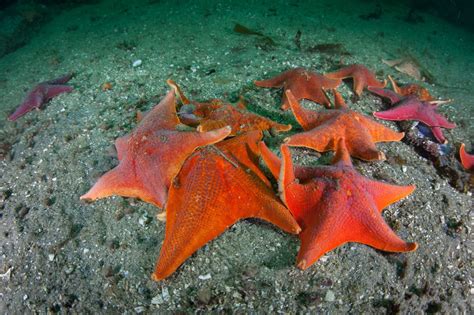 50 Types Of Starfish With Pictures