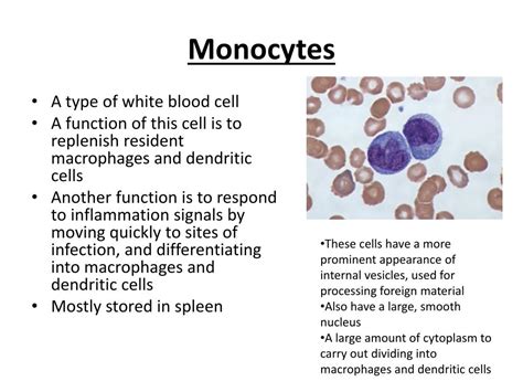 Ppt Monocytes Powerpoint Presentation Free Download Id2672924