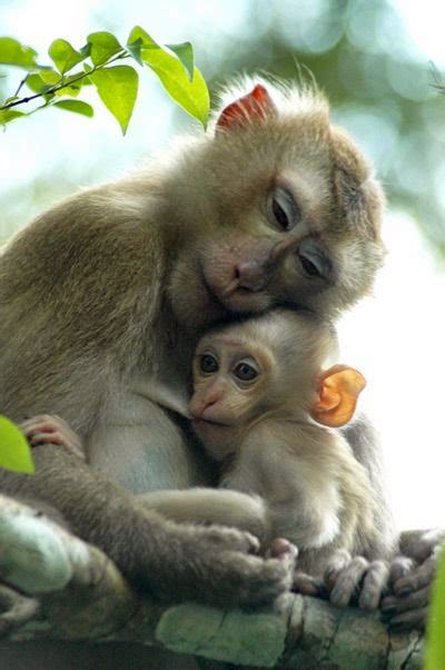 Animal Mothers And Their Babies Stunning Nature