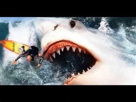 Megalodon Still Alive?????? - YouTube