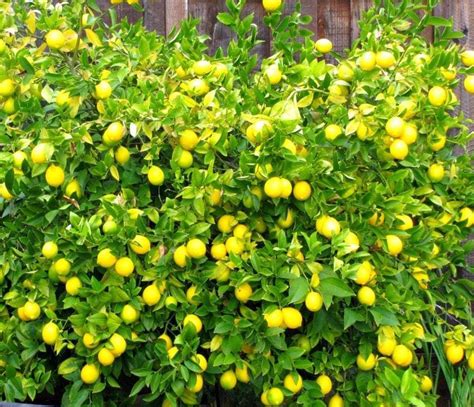 Citrus Lemon Meyer Meyer Lemon Leafland Quality Specimen