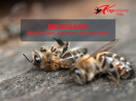 Bee Diseases How Backyard Beekeepers Treat And Prevent Them
