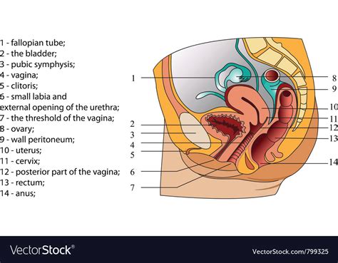 Of Female Reproductive System Poster Royalty Free Vector