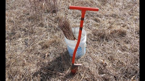 Pine Tree Plant How To Plant