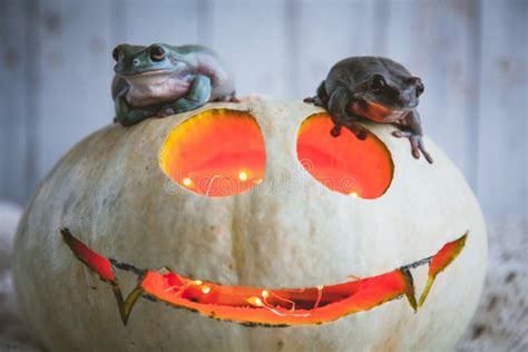 Amazing Australian Green Frogs With Halloween Pumpkin Stock Photo