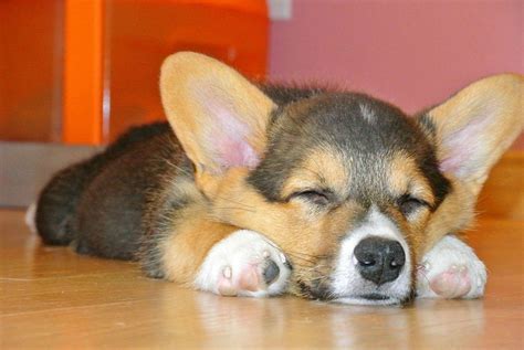 32 Cute Sleeping Puppies 32 Pics Amazing Creatures