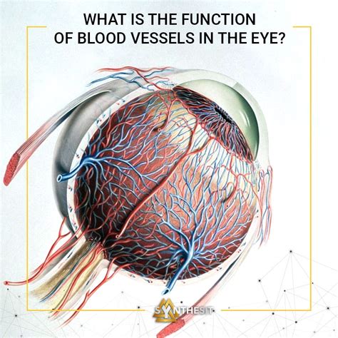What Is The Function Of Blood Vessels In The Eye By Synthesit Medium