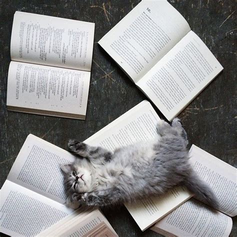 Cute Kitten Sleeping In The Books Kittens Pinterest Heavens Cat