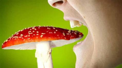 What Is Mushroom Poisoningsymptomsdiagnosis And Treatment