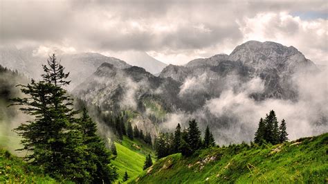 Wallpaper Id 4127 Fog Mountains Forest Peaks Grass 4k Free Download