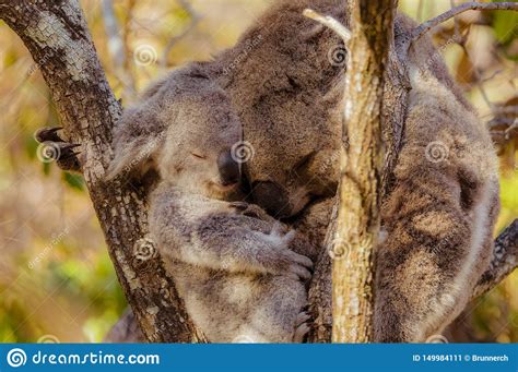Koala Mother And Baby Cuddling Together Stock Image Image Of Hugging