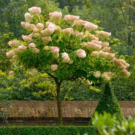 Hydrangea Vanilla Fraise 150 180cm Lollipop Standard Tree Garden Plants