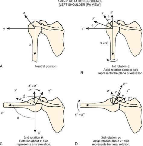 Biomechanics Of The Shoulder Musculoskeletal Key