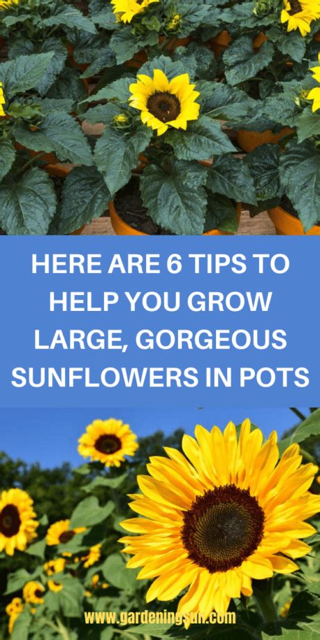 Here Are 6 Tips To Help You Grow Large Gorgeous Sunflowers In Pots