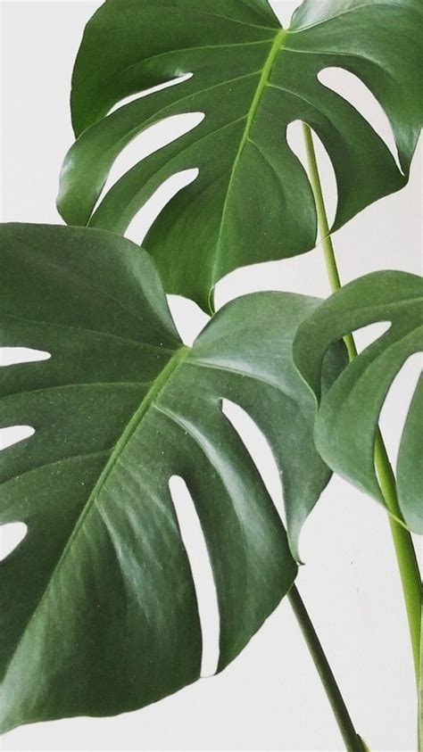Imagen inspo aesthetic minimalistas diseño room plantas wallpaper aura