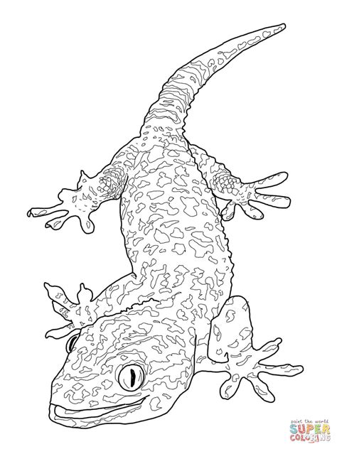 Bearded Dragon Coloring Pages Dragoart Coloring Pages