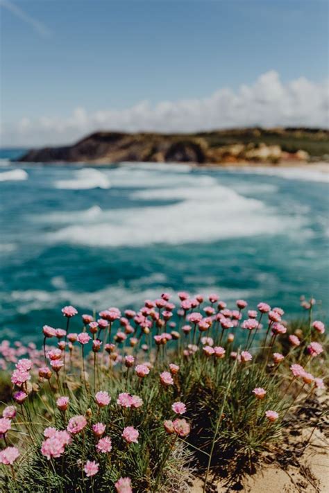 Cluster Of Pink Flowers Growing At The Oceans Edge Ocean Flowers