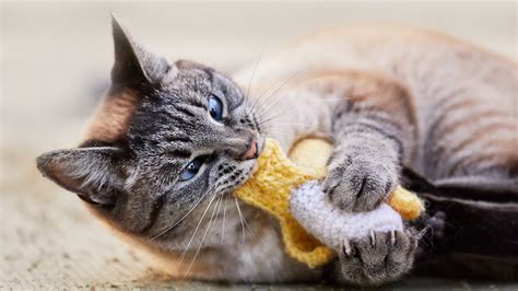 The 10 Best Cat Chew Toys