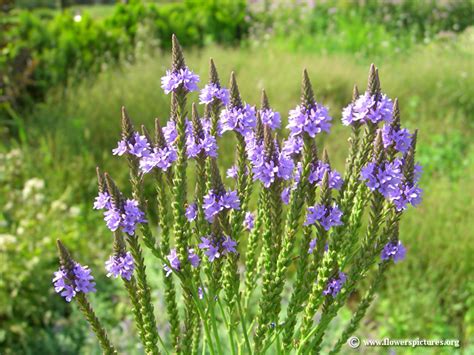 Health Benefits Of Vervain Herb Holistic Health And Living