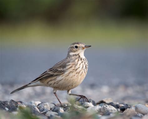 American Pipit Audubon Field Guide