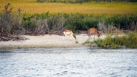 Coastal Wildlife First Coastal