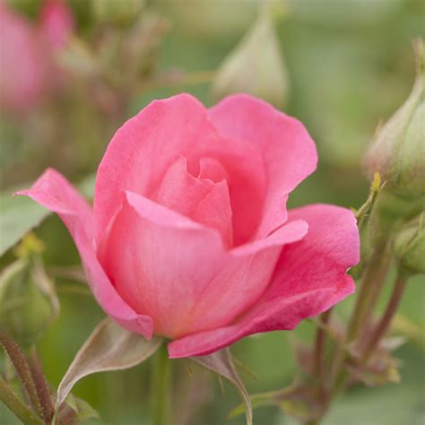 Rose Melrose Høyde 20 Cm Rosa Plantasjen
