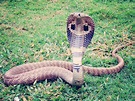 Widespread giant African cobra revealed to be five distinct species