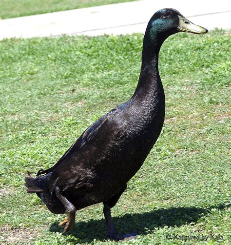 Maybe you would like to learn more about one of these? Black Runner Ducks - Eggs | Fly | Pet | Care | Facts ...