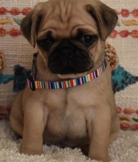 I bought a 4 month old male fawn pug he will be turning three this year. Pug Puppies For Sale | Richmond, VA #296324 | Petzlover